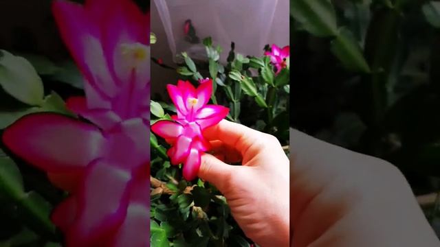 Я ДОМА УРА! мои ЦВЕТОЧКИ встречают меня чехия жизньвчехии замужзачеха дом