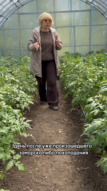 Заморозки. Похолодание. Что делать с растениями. #дачныесоветы #рассада #похолодание #дачасадогород смотреть онлайн