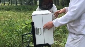 Снимаем корпуса с мёдом. Выдуваем пчел.