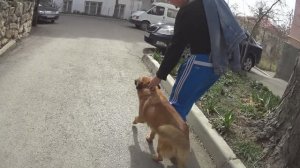 Мухтар хороший пёс .