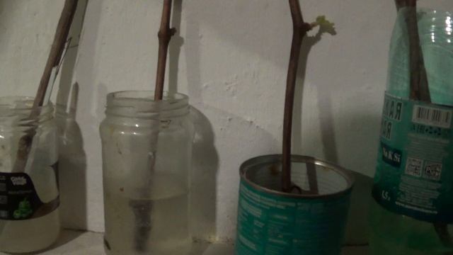 ЭКСПЕРИМЕНТ : укоренение  виноградной лозы .