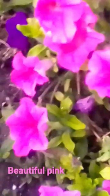 favorite flowers смотреть онлайн