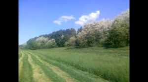 Т-40 АМ косим сено 25.05.2018