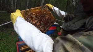 РАБОТА С ПЧЁЛАМИ НА ТОЧКЕ№1, ТИХАЯ СМЕНА, ПРОВЕРКА МАТОК,ОТБОР МЁДА