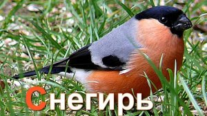 Азбука для детей. Учим буквы. Буква С