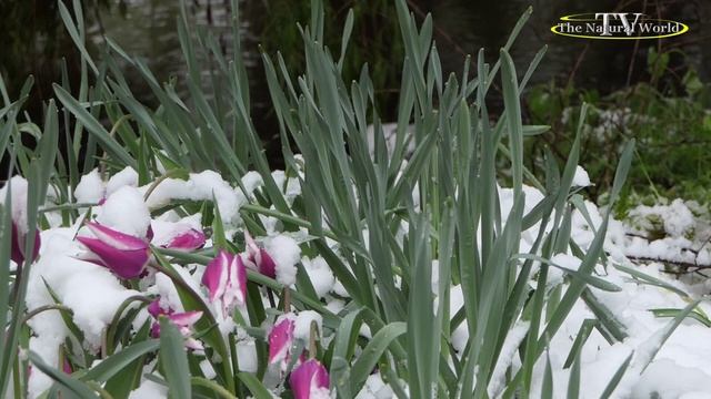 💞❄️Зимнее утро в марте.💞❄️ Песня на стихи Натальи Якубович..″The Natural World″ (Мир Природы) 👍