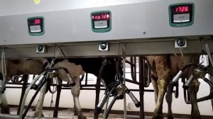 Идентификация коров в доильном зале Параллель (Гомельагрокомплект)