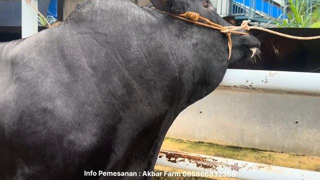 SAPI LEHER BETON JAYABAYA🔥🔥 смотреть онлайн