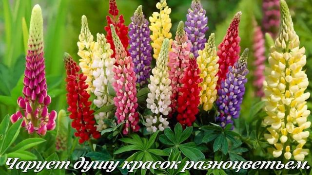 ЛЮПИНЫ
