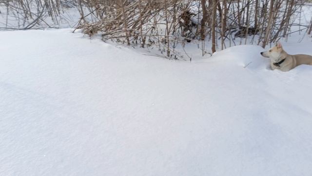 прогулка с собаками смотреть онлайн