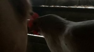 Куры готовящая к сну🐓🐔