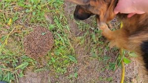 Овчарка укусила ежика