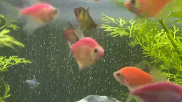 Мельчайшие пузырьки воздуха от распылителя в аквариуме 100 литров смотреть онлайн