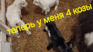 окот козочки