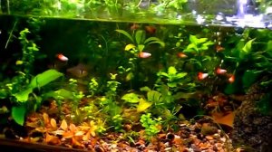 #Aquarium.   Обновление старого аквариума.