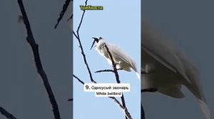 Волшебство птичьих голосов!)