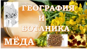 С какого растения мёд? Откуда мёд?