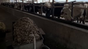 BUQA BOQISH SIRLARI UYDA ATALA BERIB 30 TA BUQADAN QANCHA DAROMAD OLSA BO’LADI