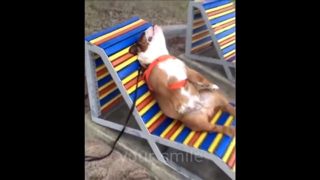 КОТЫ ПРИКОЛЫ 2016   ПРИКОЛЫ С ЖИВОТНЫМИ   ТОПОВАЯ ПОДБОРКА смотреть онлайн