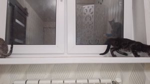 Бенгальские котята