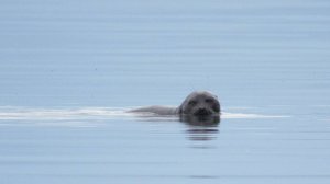Байкальские нерпы