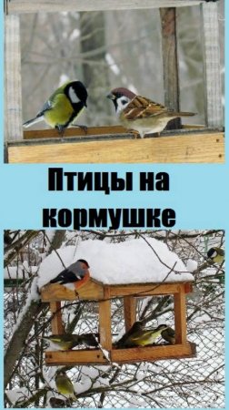 Птицы на кормушке крупным планом