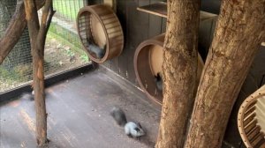 Белки.Ранневесеннее.Еженедельное видео о текущей ситуации.