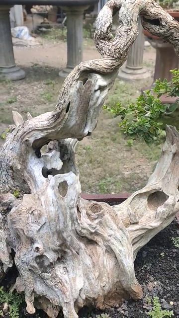 Bonsai Sancang Karakter Tua #shorts