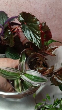 Сажаю цветочки 🌿🌸🌿🌸