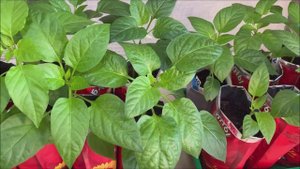 Мартовская рассада.