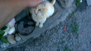 ДЕРЕВЕНСКИЙ КОТ ПЕТРОВИЧ!!!ВЕЧЕРНЯЯ ДРЕССИРОВКА!!!Деревенский влог