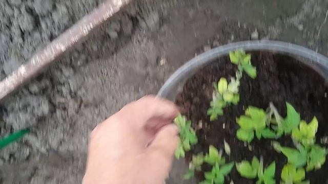 Сажаю ПОМИДОРЫ Низкорослые в ТЕПЛИЦУ сорта "КРАСНАЯ ШАПОЧКА"!!! Постоянно Выращиваю!!! 1 мая 2024г. смотреть онлайн