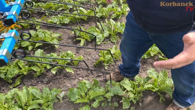 Chemia dużo kosztuje 👉 Rolnik na chwasty stosuje nowoczesny pielnik Monosem Multicrop [Korbanek] смотреть онлайн