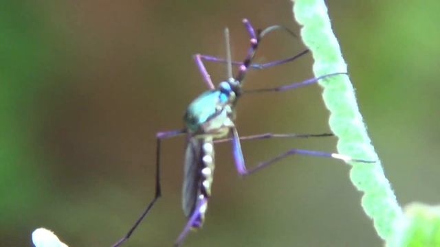 MOSQUITO-ELEFANTE - Meu jardim ! смотреть онлайн