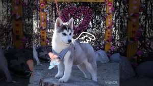 Весенние фотографии щенков ПОМСКИ питомника "Pomsky Nocturne"