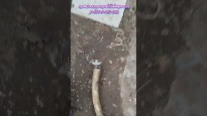 Доктор Засоров под Багаевкой.