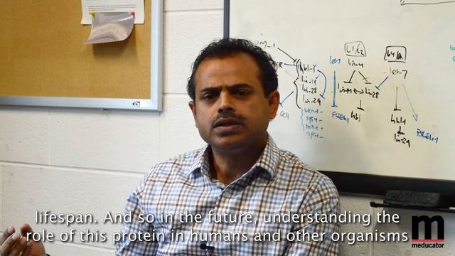 Caenorhabditis elegans  research in McMaster University