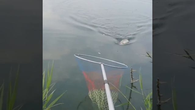 Ловим карася смотреть онлайн