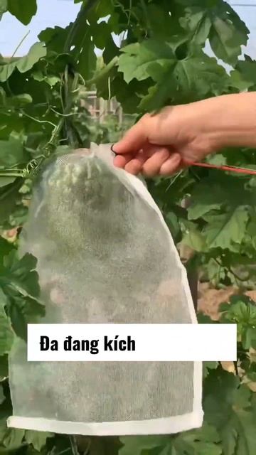 TÚI LƯỚI BỌC TRÁI CÂY смотреть онлайн