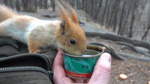 О милой белке