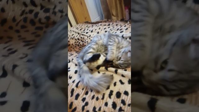 Кошка чистит задние лапы, а ты так можешь? смотреть онлайн