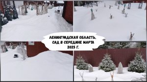 Сад в середине марта.Ленинградская область.