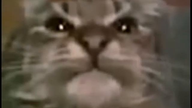 Кiт ты маму мав? Оригинальное видео смотреть онлайн