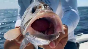 Катушка для морской рыбалки