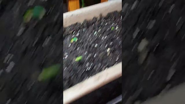 Dragon Fruit/Papaya and Tomato update March 16 2019. смотреть онлайн