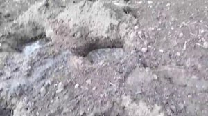 ☼посадка кабачков в открытый грунт