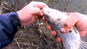 Ловим карася на закидушки