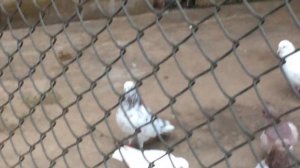 Мраморные Бакинские голуби старая кровь. Смотрите до конца!