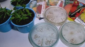 Проращивание Семян Томатов Перед Посевом Для Получения Дружных Всходов.