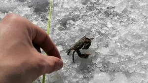 Настало ГЛУХОЗИМЬЕ и оттепель. Поймал КРАБА. Рыбалка на КАМБАЛУ. Был на Океанской и 9 Вал (ПИРС).